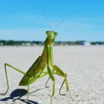 Is It Illegal To Kill a Praying Mantis?