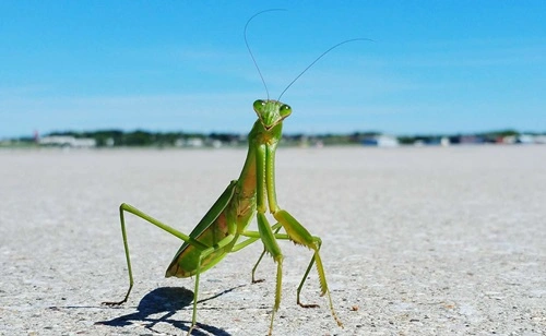 Kill A Praying Mantis