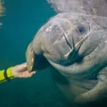 Touch a Manatee