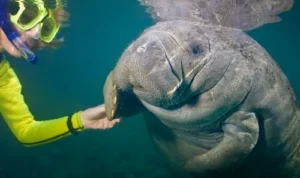 Touch a Manatee